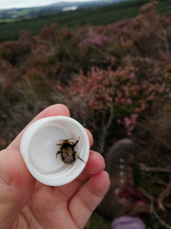 Bumblebee about to be released after being measured